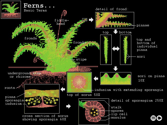 screenshot of Biologica!